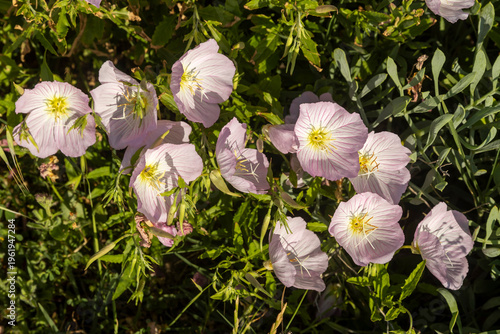 Close up of pink evening primrose flowers with delicate petals in bright sunlight.
