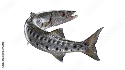 Obraz na plátně A dynamic photograph of a great barracuda fish, powerful and sleek, swimming with its body curved