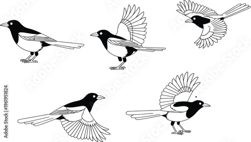 Black and white vector illustration of five magpies in standing, flying, and landing poses showing natural bird motion and anatomy