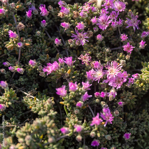 Top view of small bright pink ice plant flowers blooming in a dense carpet. Square frame
