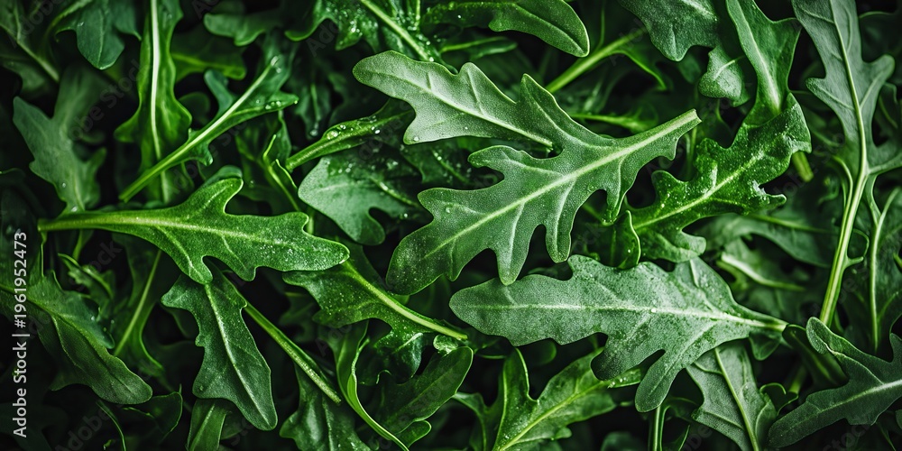 Fototapeta premium Fresh Arugula Delight Vibrant Green Leaves with Dew Drops in Culinary Background, Crispy Texture