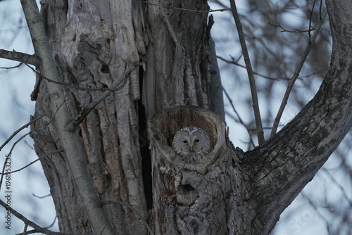 洞の中のエゾフクロウ