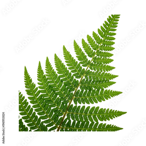 A vibrant green fern leaf with intricate pinnate structure and detailed texture of the leaflets