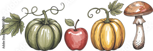 Set of hand drawn autumn harvest illustrations, pumpkins, red apple and mushroom on white background
