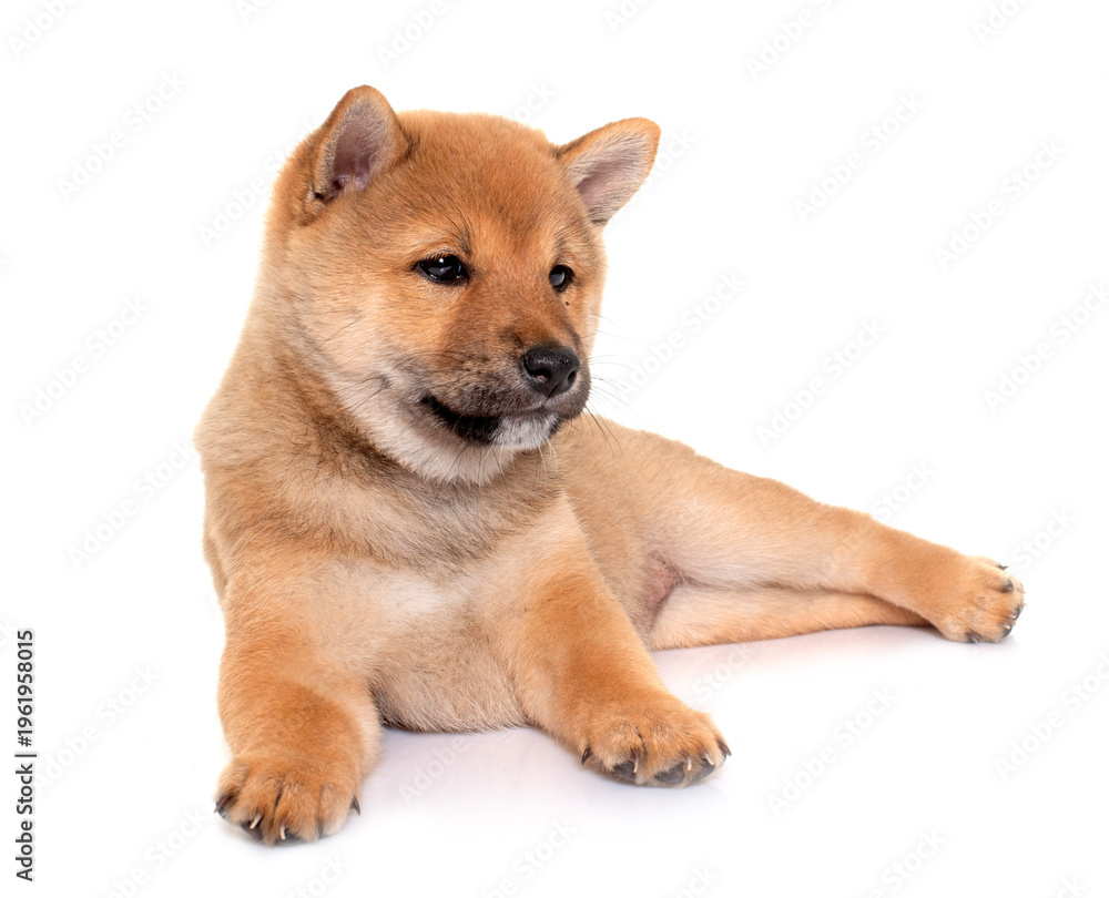 Fototapeta premium puppy shiba inu
