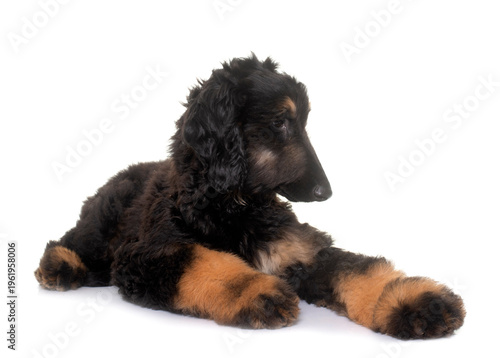 Принти на полотні puppy afghan hound
