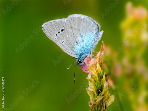 Green-underside blue butterfly pollinating wild flower eco sustainability concept