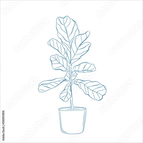Hand drawn fiddle leaf fig plant in pot, botanical line art houseplant illustration