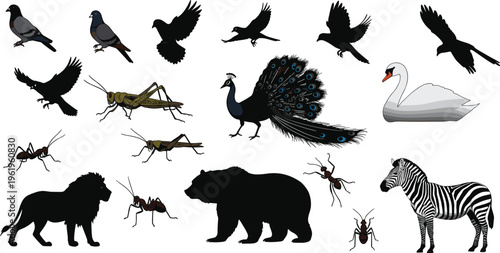 Wild animal silhouettes and colored illustrations, peacock, zebra, lion, bear, pigeons, swan, insects, vector wildlife design