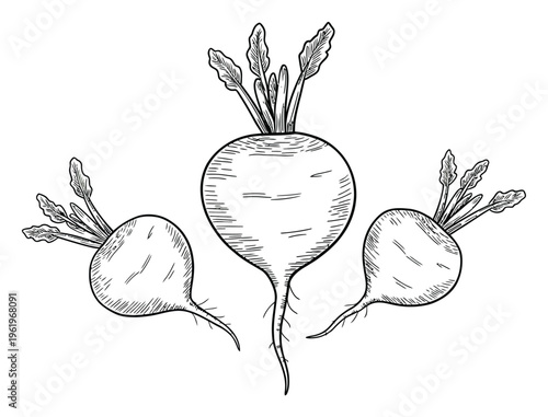 Turnip Vector Illustration with Three Roots