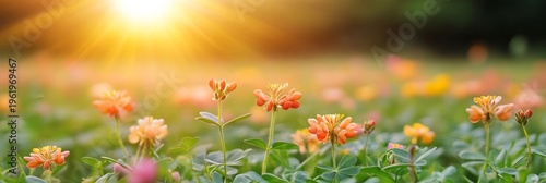 Breathtaking Panoramic Floral Vista Featuring Vibrant Meadow Blooms Bathed in Gentle Sunlight Glow