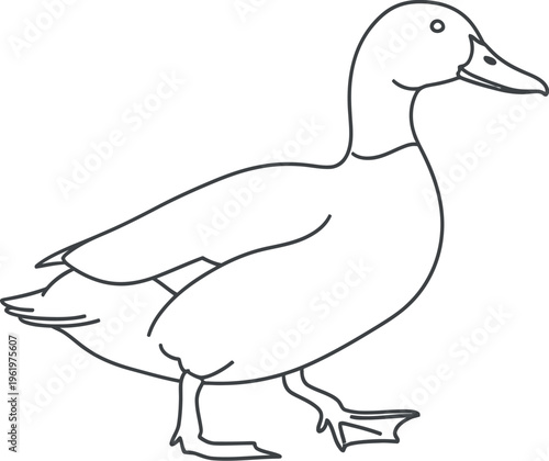 A clear and simple black outline drawing of a common domestic duck standing gracefully, presented sideways on a plain white background, ideal for educational resources and coloring activities.