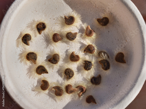 Hibiscus syriacus seeds close up