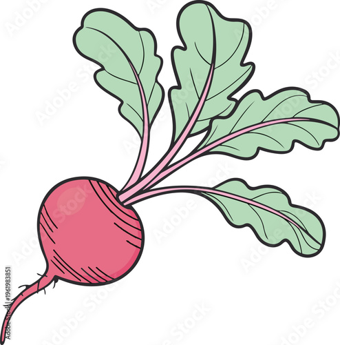 Fresh organic red beetroot and garden radish vegetable vector illustration with green leaves isolated on a white background for healthy vegetarian food