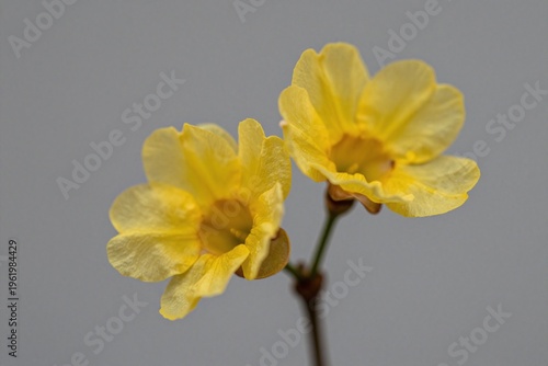 A couple of yellow flowers that are on a branch
