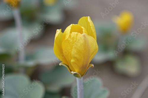 A close up of a yellow flower bud on a white flower