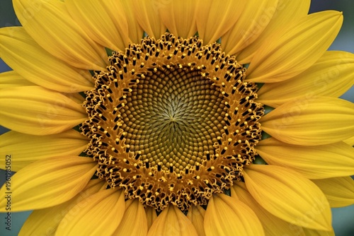 A close up of a yellow sunflower with a white background
