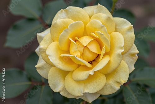A close up of a yellow flower with green leaves