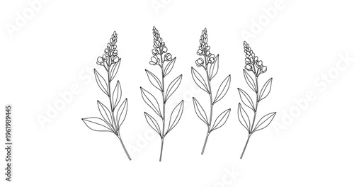Line art drawing of lavender stems and blossoms on white background