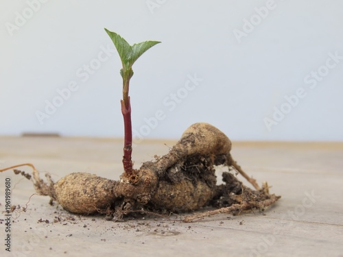 Fotografía Dahlia tuber with sprout. Growing dahlias.