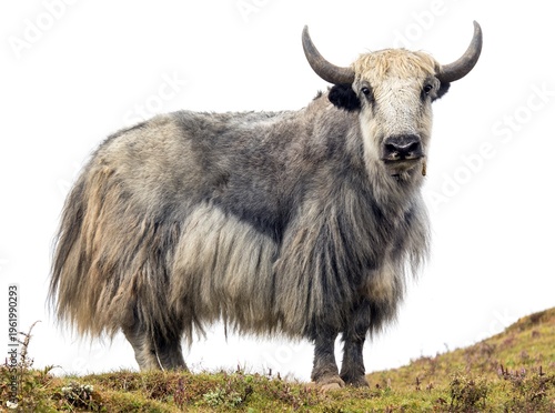 Foto Yak isolated on white grey yak Bos mutus grunniens