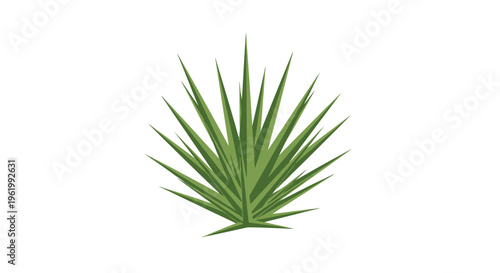 Green Agave Plant Isolated on White Background