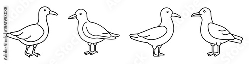 Illustration of four stylized seagulls or similar birds in outline form