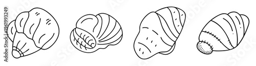 Line art illustration of a set of four diverse seashells