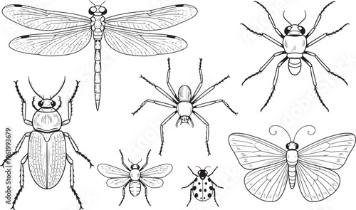 entomology collection with detailed beetle, dragonfly, butterfly, and spider