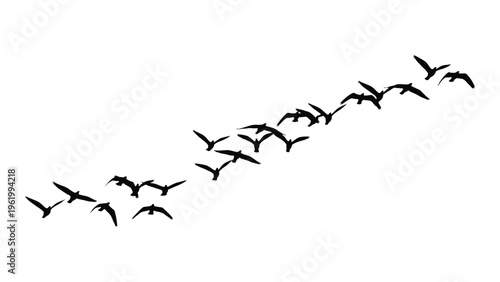 A flock of birds flying in a v formation against a white background