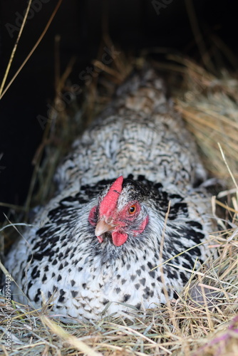 Canvastavla Silver laced Wyandotte hen sitting on eggs in a garden