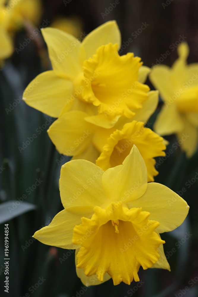 Fototapeta premium Daffodils in a garden in spring