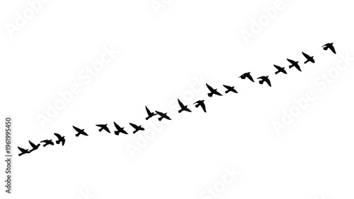 A flock of birds flying in a v formation against a white background
