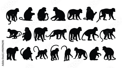 Evolution of primates from monkey to human silhouettes