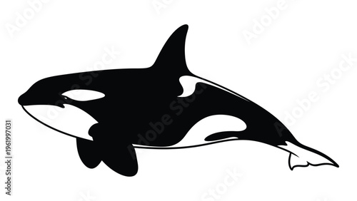 Black and white orca whale illustration