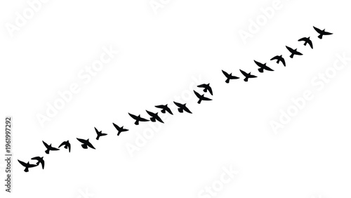 A flock of birds flying in a v formation against a white background