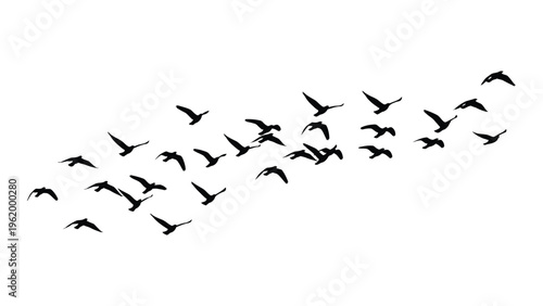 A flock of birds flying in a v formation against a white background