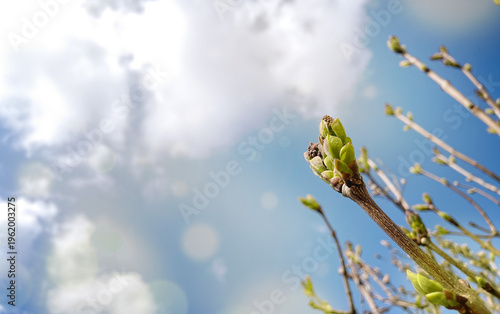 Lilacs beginning to bloom against the blue sky, a magical bright sunny day