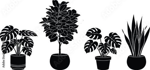 Set of black minimalist houseplant silhouettes including monstera deliciosa, rubber plant, and snake plant in modern pots for interior design.