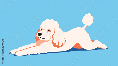 Happy white poodle dog lying down and stretching its legs forward with a joyful face on a vibrant blue background canvas.