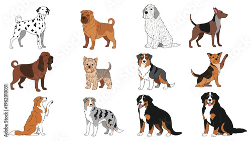 Comprehensive grid of twelve different dog breeds in various standing and sitting profiles including dalmatian shar pei and aussie.