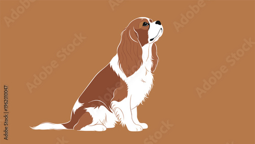 Beautiful cavalier king charles spaniel dog sitting and looking upwards with its long silky ears and brown and white fur on a solid base.
