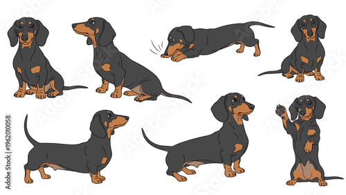 Collection of seven different poses of a black and tan dachshund dog showing the pet sitting standing stretching and waving a paw.