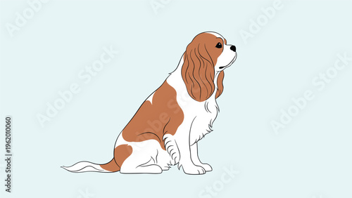 Side view of a brown and white cavalier king charles spaniel dog sitting and looking up with a peaceful expression on light blue.
