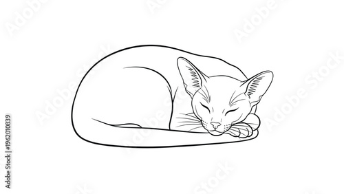 Black and white line art drawing of an oriental shorthair cat curled up and sleeping peacefully on a plain white background.