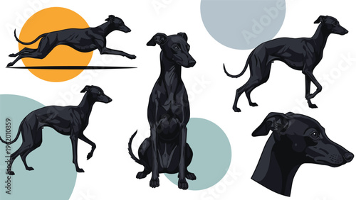 Set of black sighthound illustrations featuring an Italian Greyhound in running, standing, and sitting positions.