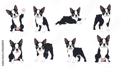 Comprehensive set of Boston Terrier dog illustrations featuring the breed in different sitting and standing poses.