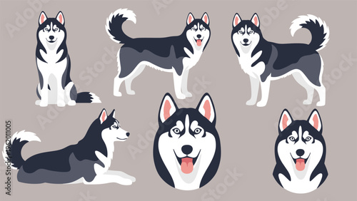 Comprehensive set of Siberian Husky dog illustrations featuring the breed in different standing, sitting, and facial poses.