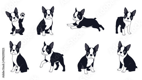 Playful Boston Terrier dog illustrated in eight different positions including waving, sitting, and walking.