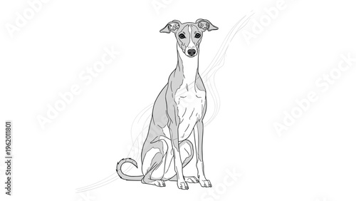 Italian greyhound dog sitting elegantly with a slender body and grey and white coat against a background with wavy lines.